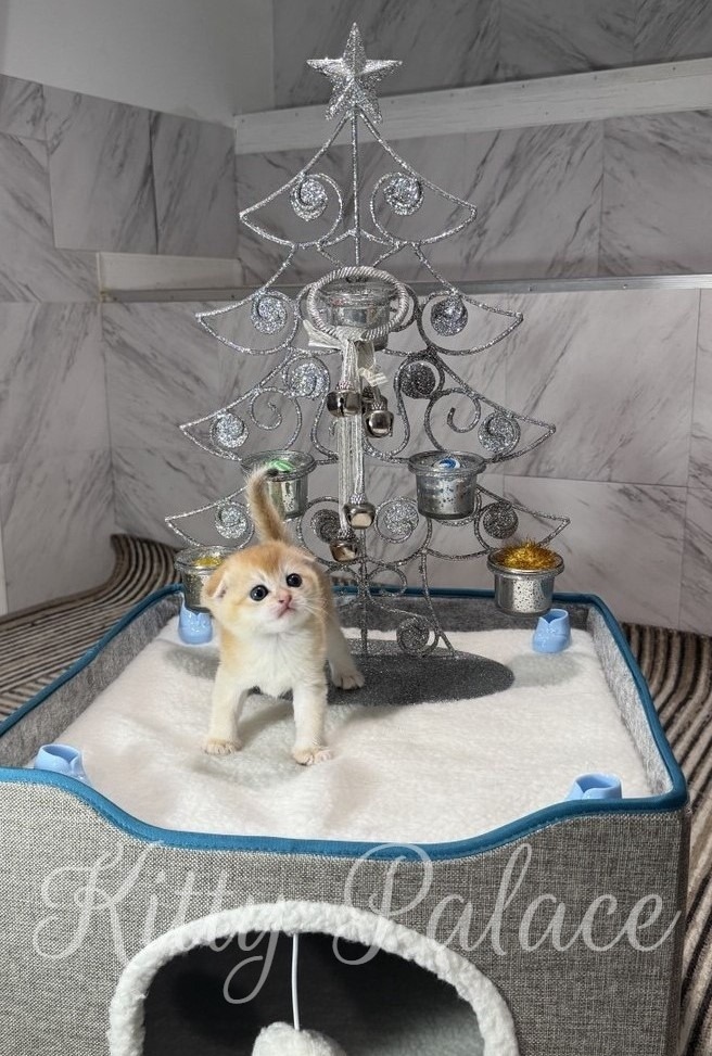 A cute kitten stands in a bed with a decorative Christmas tree, creating a heartwarming holiday scene