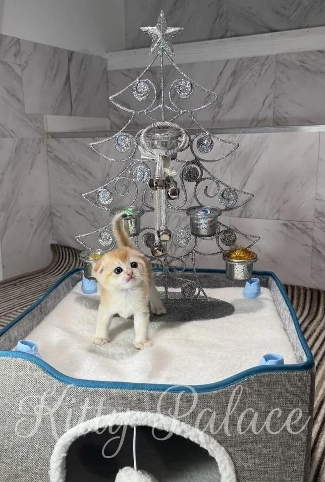 A cute kitten stands in a bed with a decorative Christmas tree, creating a heartwarming holiday scene