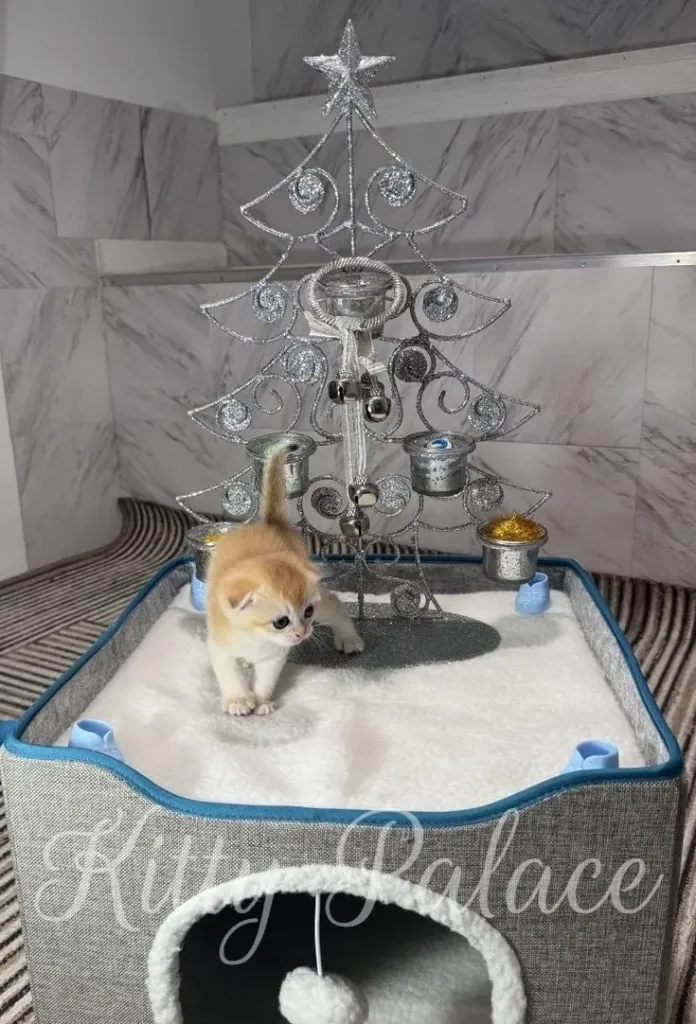 A cute kitten stands near a festive silver Christmas tree, creating a heartwarming holiday scene