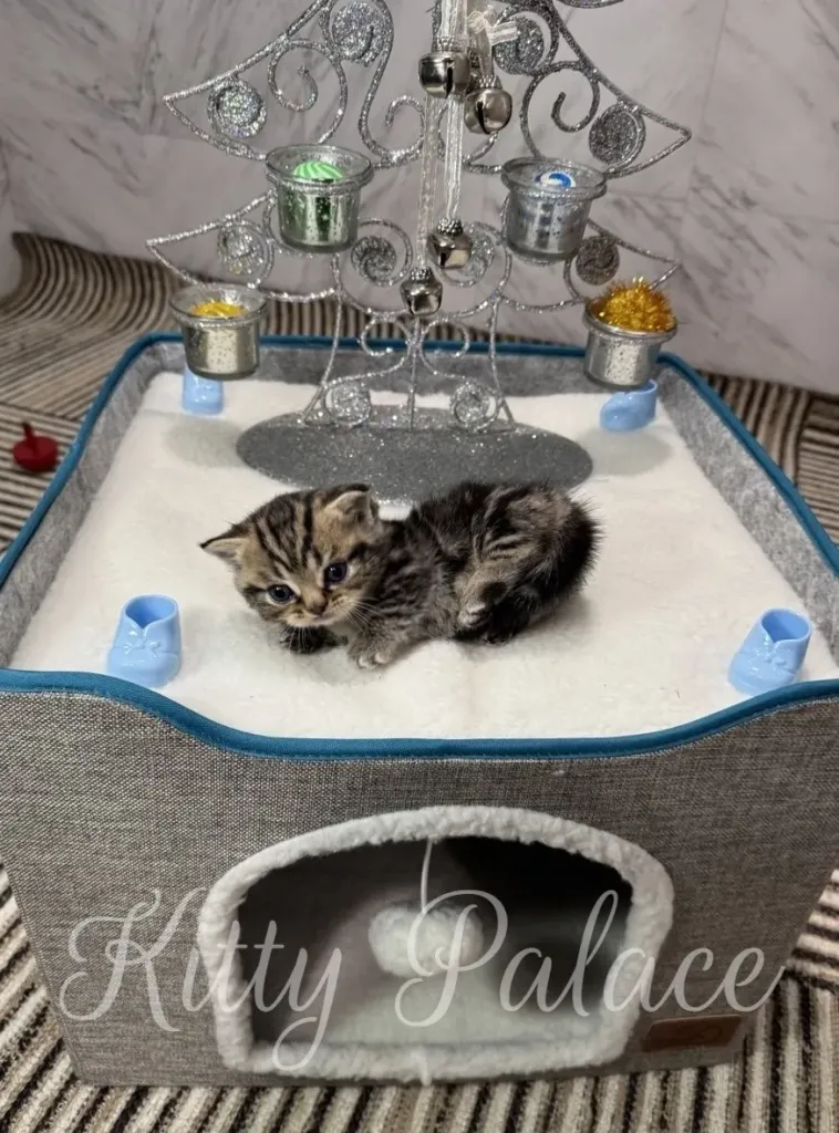 A cute marble kitten rests comfortably inside a Kitty Palace cat bed, surrounded by charming holiday ornaments