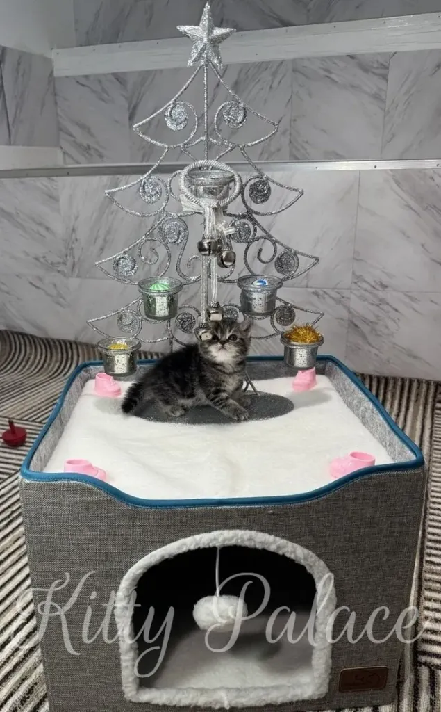 A cute silver kitten sits in a cozy bed, with a decorative Christmas tree adding to the festive scene