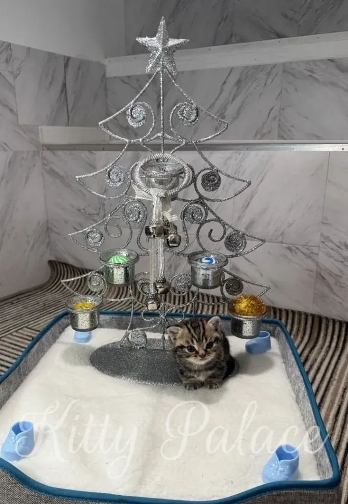 A delicate silver glitter Christmas tree centerpiece stands in a cozy room, with a tiny kitten perched beneath