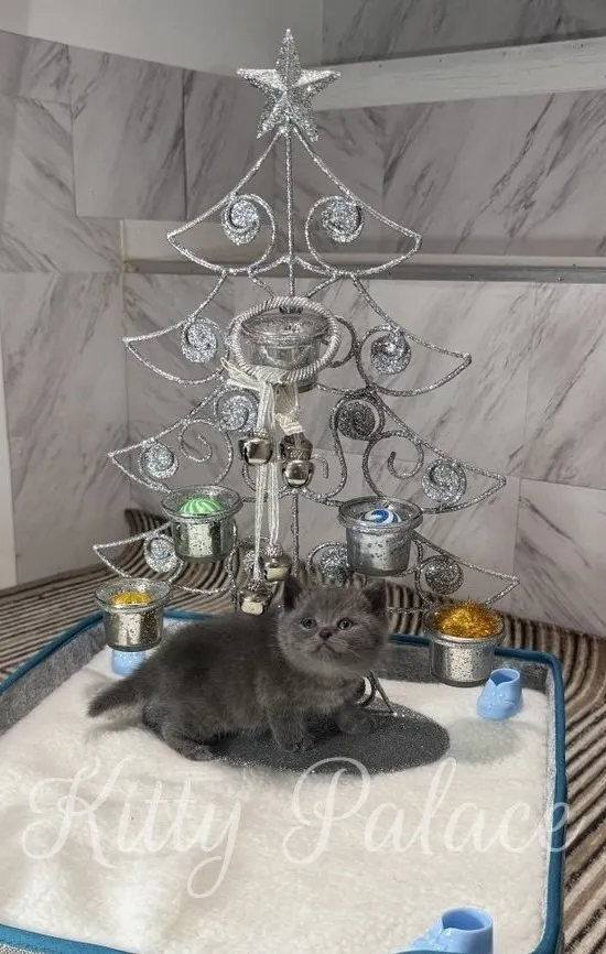 A fluffy blue kitten sits on a soft white mat beneath a shimmering silver Christmas tree adorned with twinkling ornaments