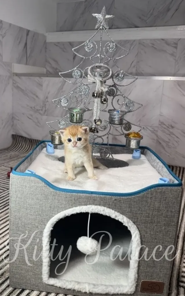 A small golden scottish straight kitten stands atop a silver, decorative Christmas tree with bells, within a soft, enclosed cat house