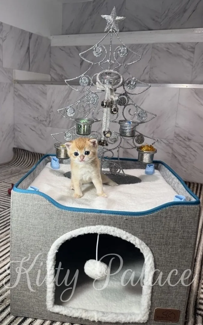 A small golden scottish straight kitten stands atop a silver, decorative Christmas tree with bells, within a soft, enclosed cat house