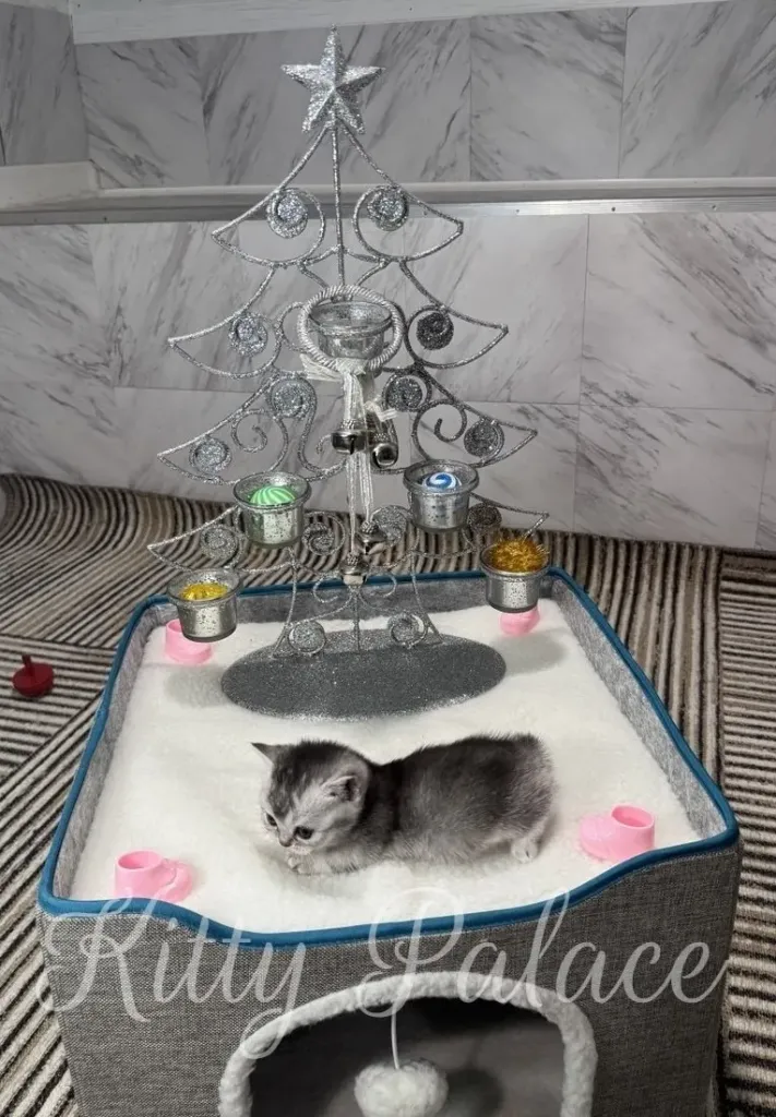 A small black silver chinchilla munchkin kitten rests in a soft white snow bed beneath a decorative silver Christmas tree