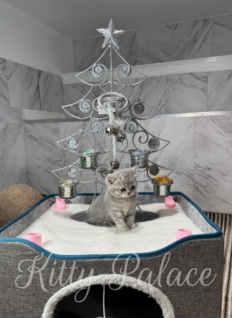 A small gray kitten sits on a soft white platform in front of a decorative silver wire Christmas tree