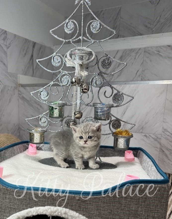 A small blue golden scottish straight kitten stands on a soft platform in front of a decorative silver wire tree with candle holders and ornaments