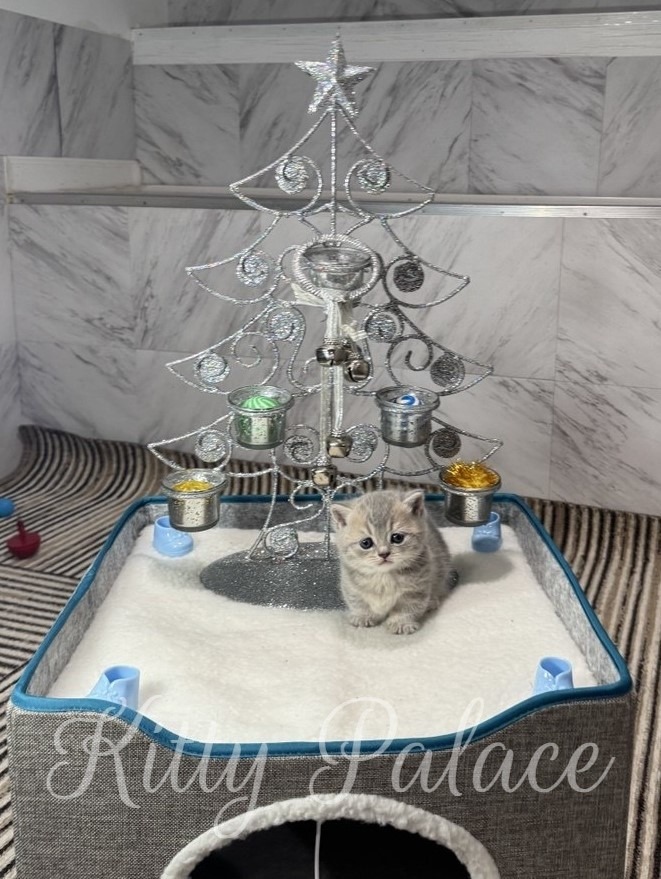 A small gray tabby kitten sits on a white cushioned platform in front of a decorative silver wire Christmas tree with shiny ornaments