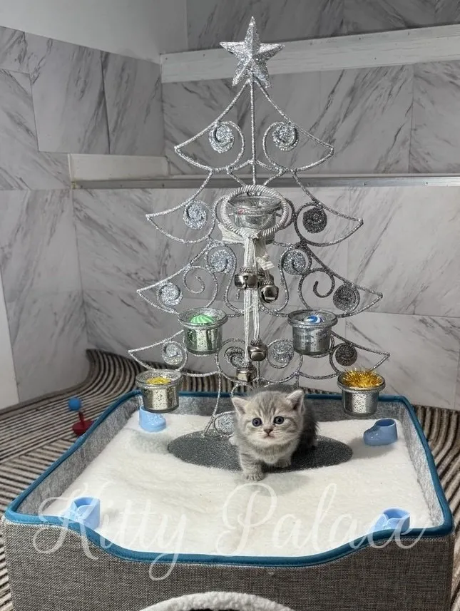 A small grey kitten sits in a white, snowy litter bed beneath a silver glitter Christmas tree