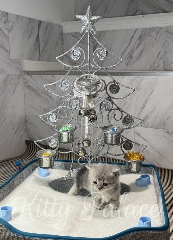 A sparkling silver Christmas tree decor sits above a soft white sand tray as a small gray kitten explores the scene