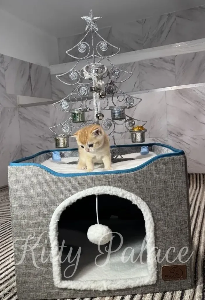 A tiny golden scottish straight kitten explores a stylish metal Christmas tree cat tree, perched on a soft padded platform