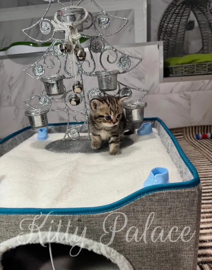 A tiny Black golden (marble) kitten explores a decorative silver Christmas tree atop a soft, snow-like surface