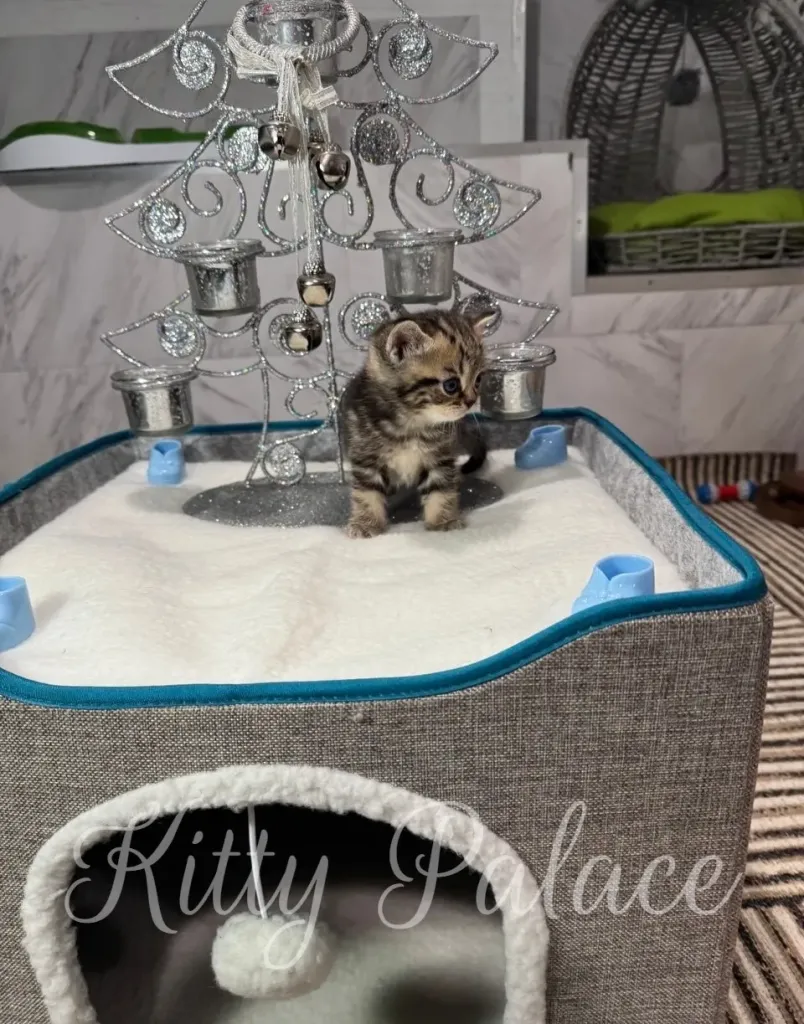 A tiny marble scottish straight kitten explores a festive, silver glitter Christmas tree display on a soft white bed in a cozy home setup