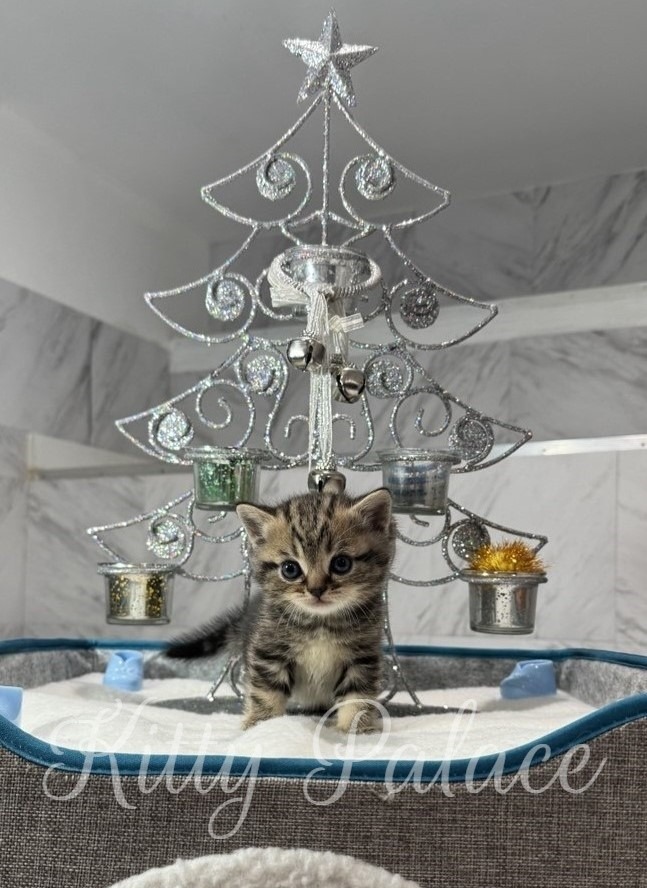 A tiny Black golden (marble) kitten sits in a soft bed beneath a silver, glittery Christmas tree with small ornament cups