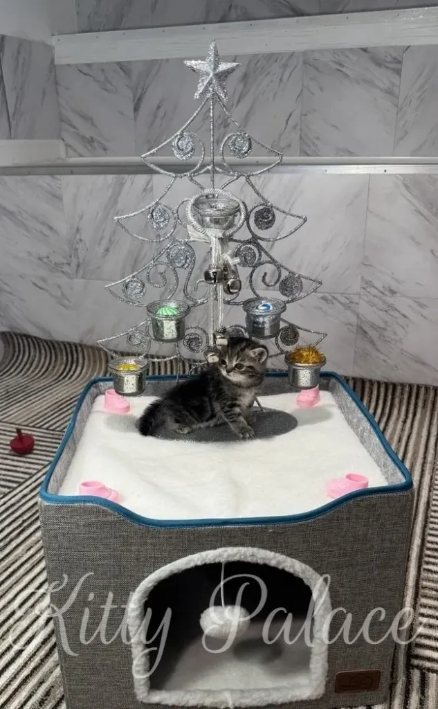 A tiny Black golden marble kitten sits inside a plush bed beneath a shimmering silver Christmas tree