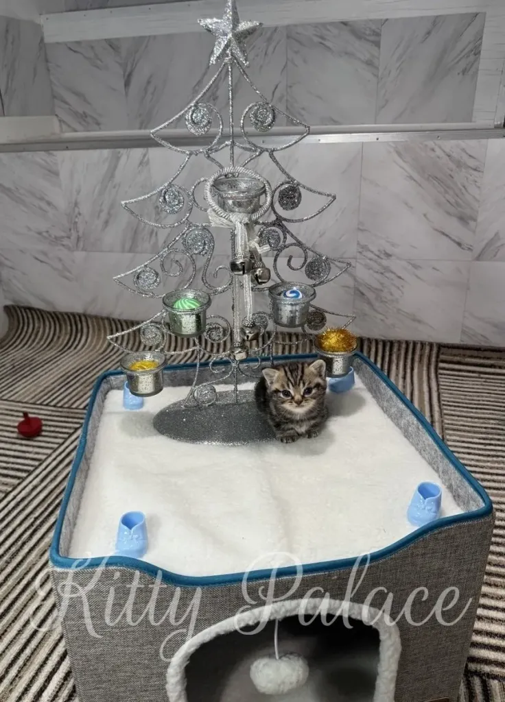 A tiny Black golden (marble) kitten sits on a soft white surface beside a decorative silver Christmas tree
