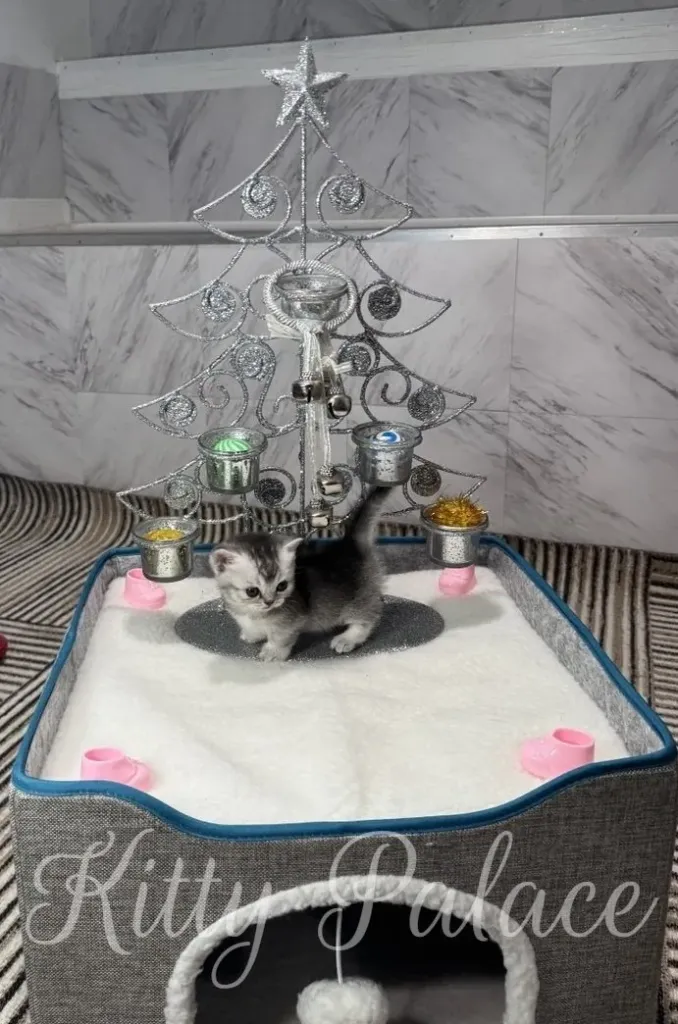 A tiny black silver chinchilla munchkin kitten explores a delicate, glittering silver Christmas tree centerpiece atop a fluffy white mat