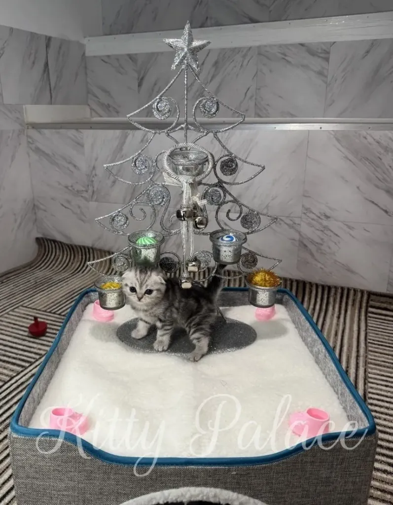 A tiny Black silver (marble) kitten sits beneath a sparkling silver Christmas tree toy on a fluffy white bed