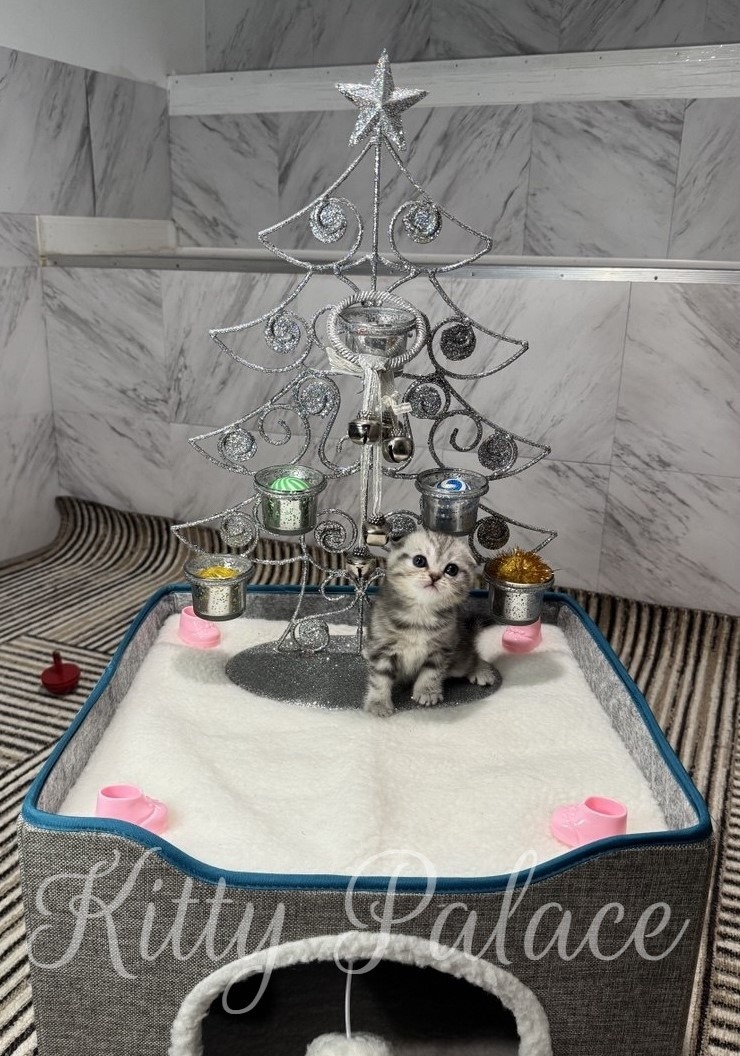 A tiny Black silver (marble) kitten sits in a fluffy white enclosure beneath a gleaming silver decorative Christmas tree