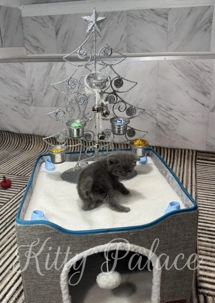 A tiny scottish straight cat blue kitten sits on a white fluffy bed beneath a silver wire Christmas tree