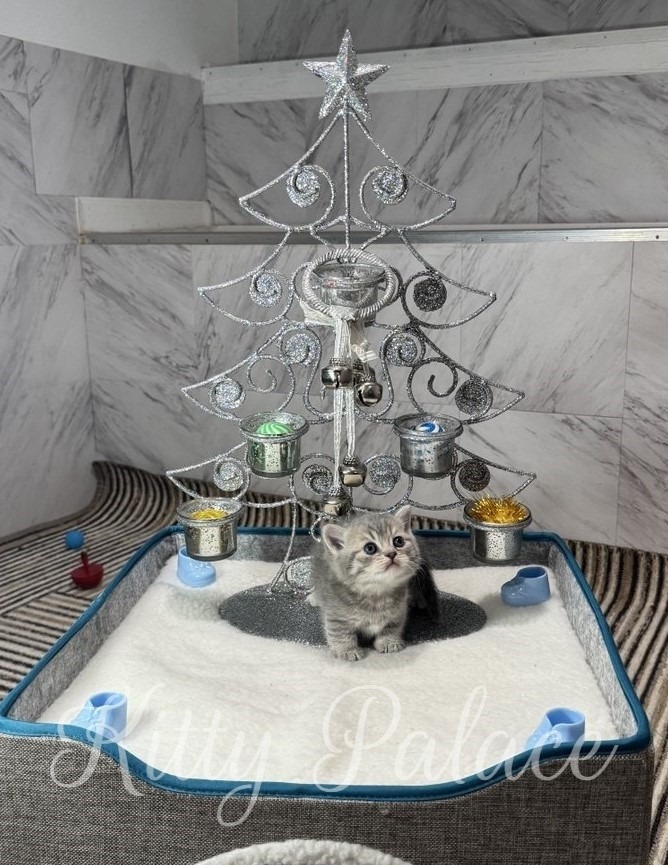 A tiny fluffy kitten sits inside a white snow bed beneath a silver, decorative Christmas tree with star topper and glitter accents