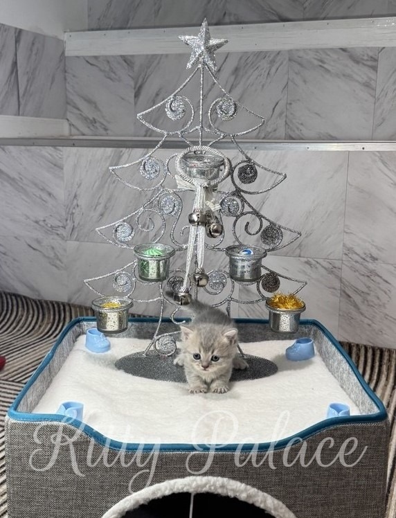 A tiny blue golden chinchilla kitten sits on a soft white bed beneath a sparkling silver wire Christmas tree, topped with a star