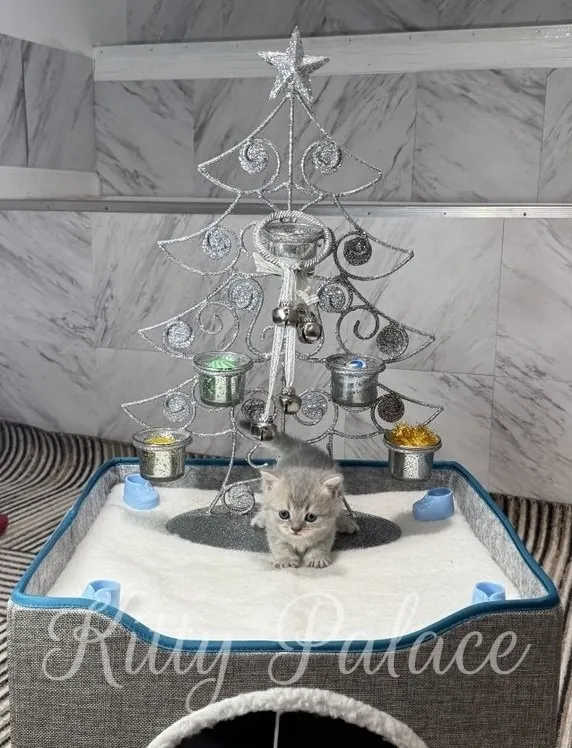 A tiny blue golden chinchilla kitten sits on a soft white bed beneath a sparkling silver wire Christmas tree, topped with a star