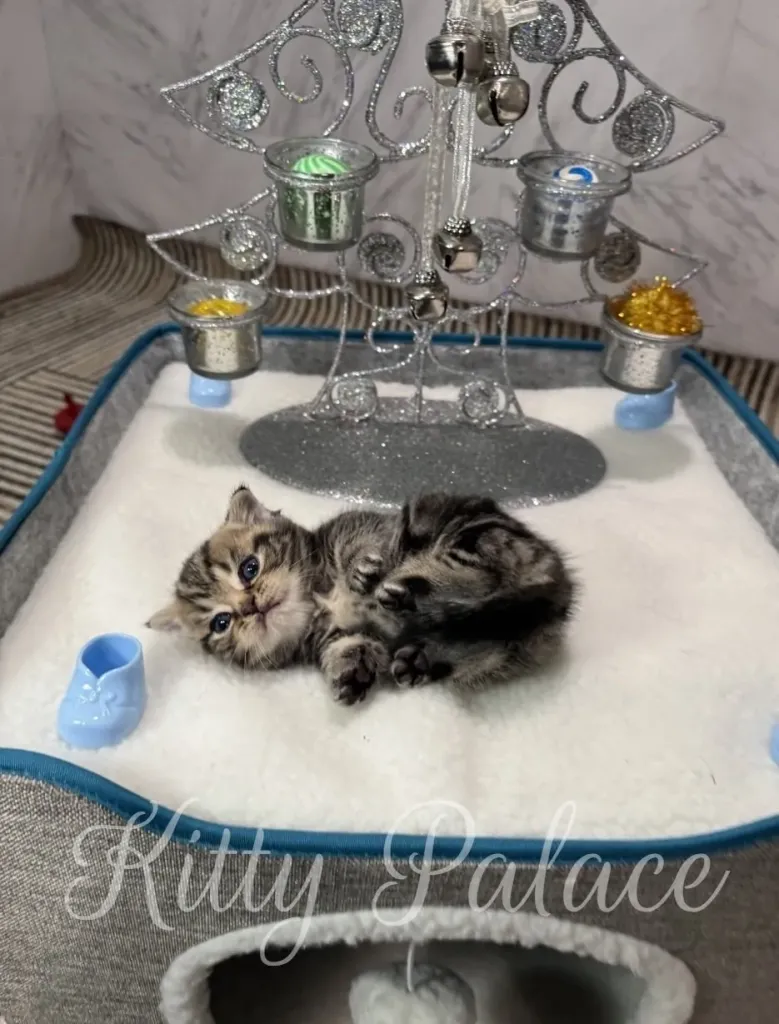 A tiny kitten lies on soft white bedding in front of a glittery silver decorative tree with small bowls and colorful accents