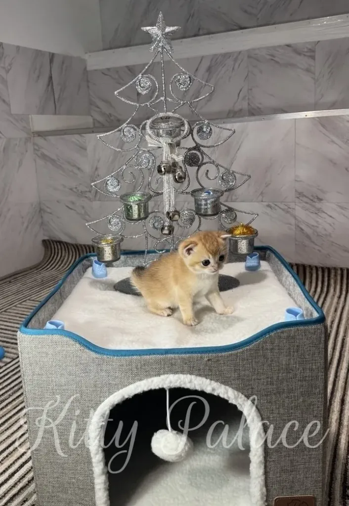 A tiny kitten sits on a soft white bed inside a modern home