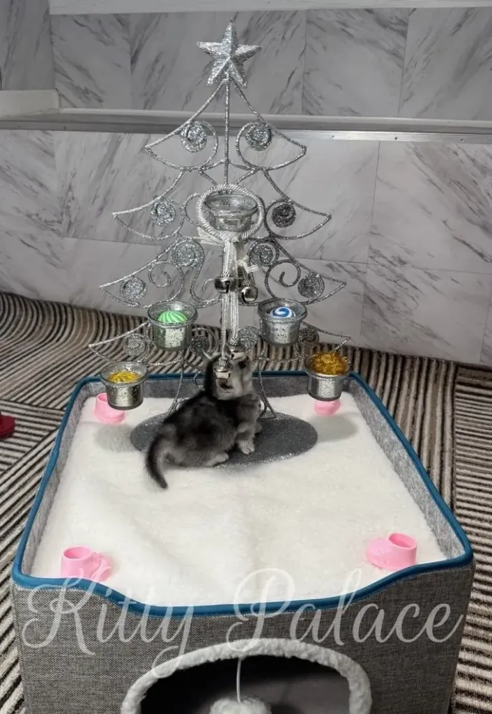 A tiny kitten sits under a glittering silver Christmas tree in a cozy indoor setup