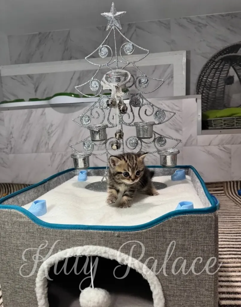 A tiny marble scottish straight kitten sits in a soft white bed beneath a glittering silver Christmas tree