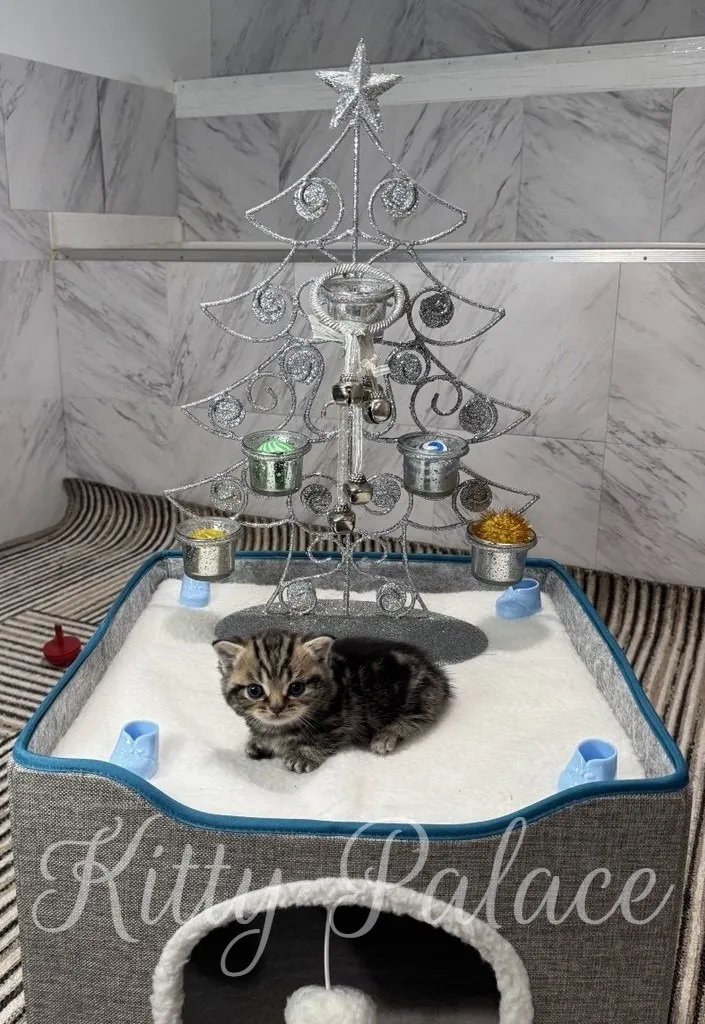 A tiny striped kitten sits on a soft white bed beneath a glittering silver Christmas tree centerpiece