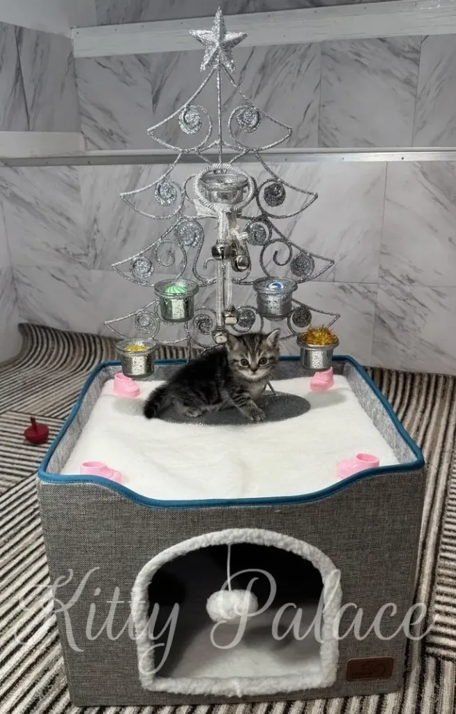 A tiny striped kitten sits on a white faux snow bed beneath a shimmering silver Christmas tree centerpiece
