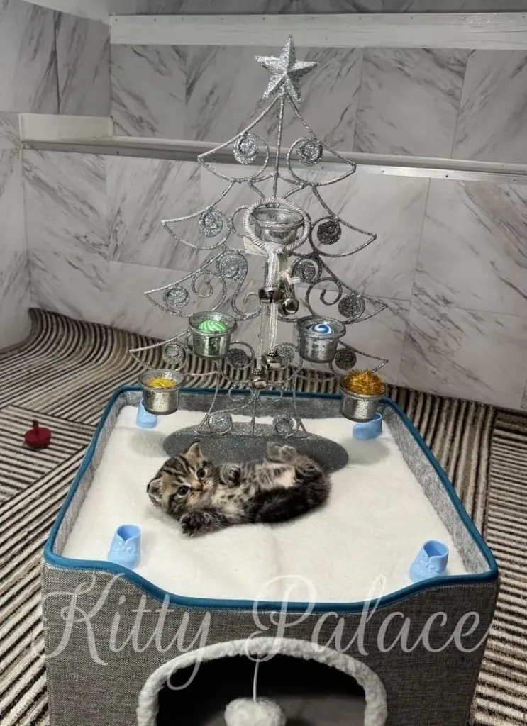 Cozy indoor scene featuring a silver decorative Christmas tree and a fluffy kitten in a soft, plush play area
