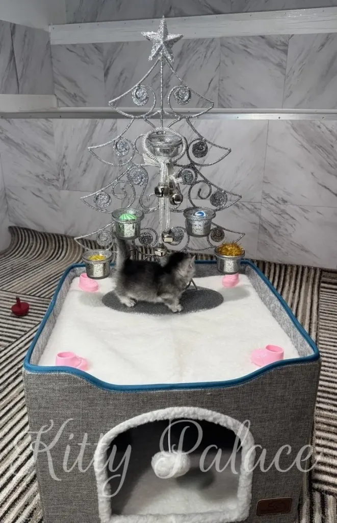Cute kitten explores a sparkling silver Christmas tree centerpiece atop a soft white snow surface