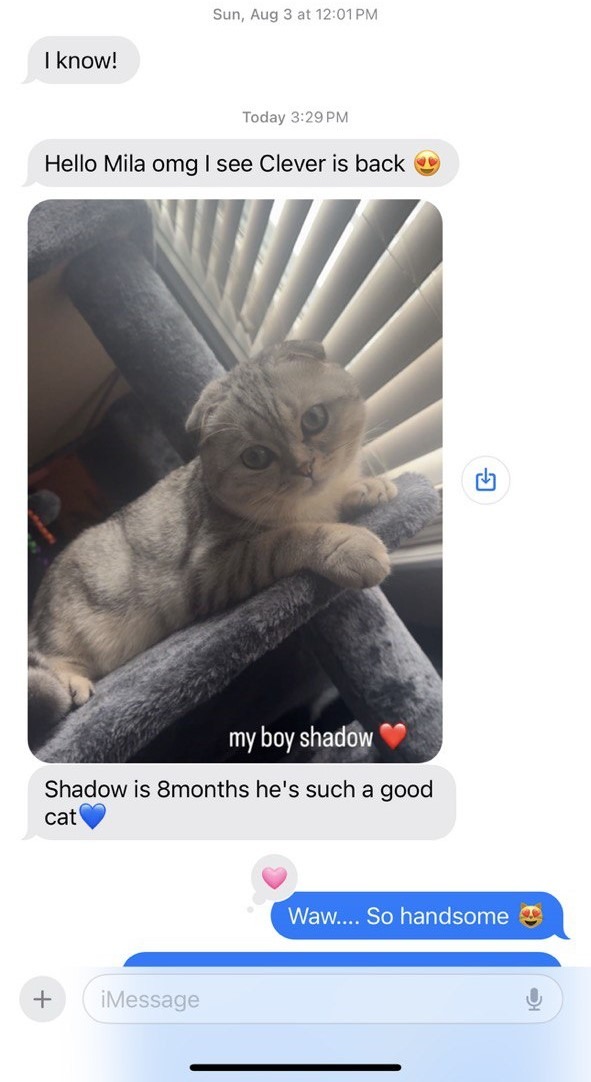 Kitty Palace Cattery - Scottish Kittens For Sale. Customer reviews