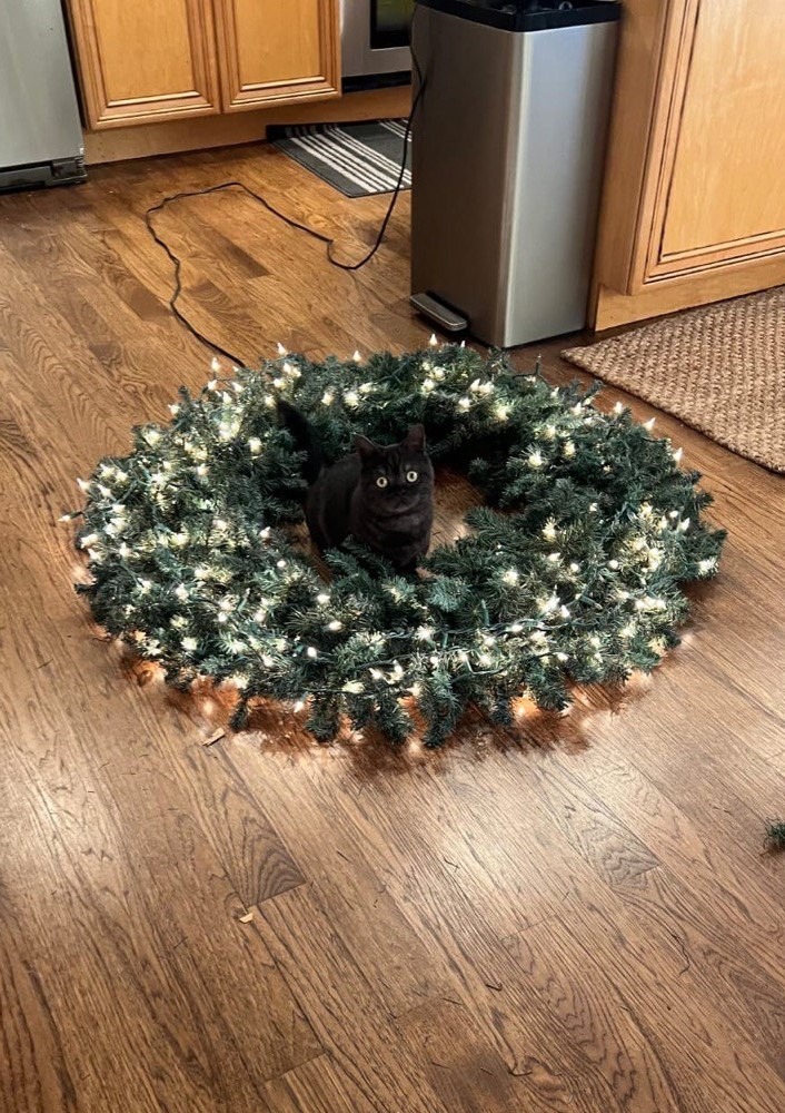 Kitty Palace Cattery - Scottish Kittens For Sale. Customer reviews