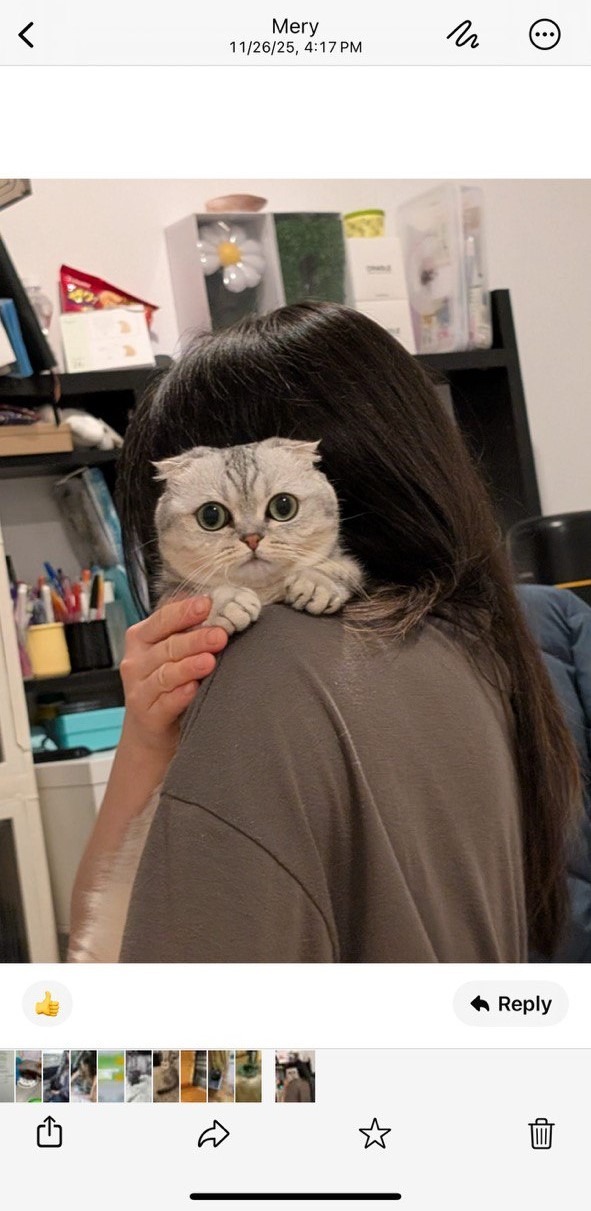 Kitty Palace Cattery - Scottish Kittens For Sale. Customer reviews