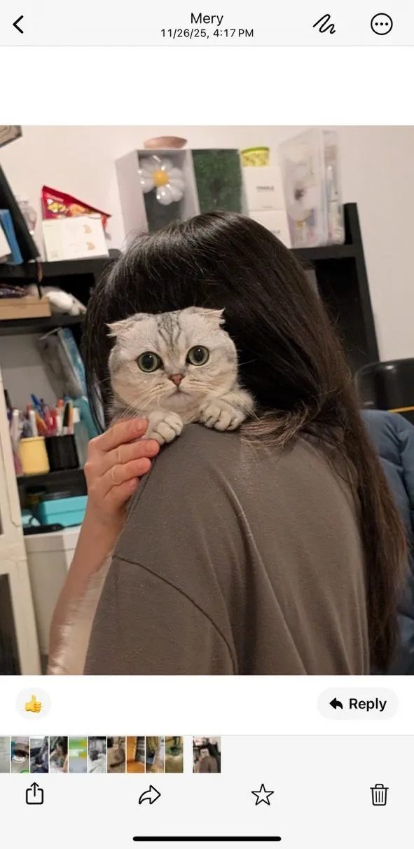 Kitty Palace Cattery - Scottish Kittens For Sale. Customer reviews. Breeders near me