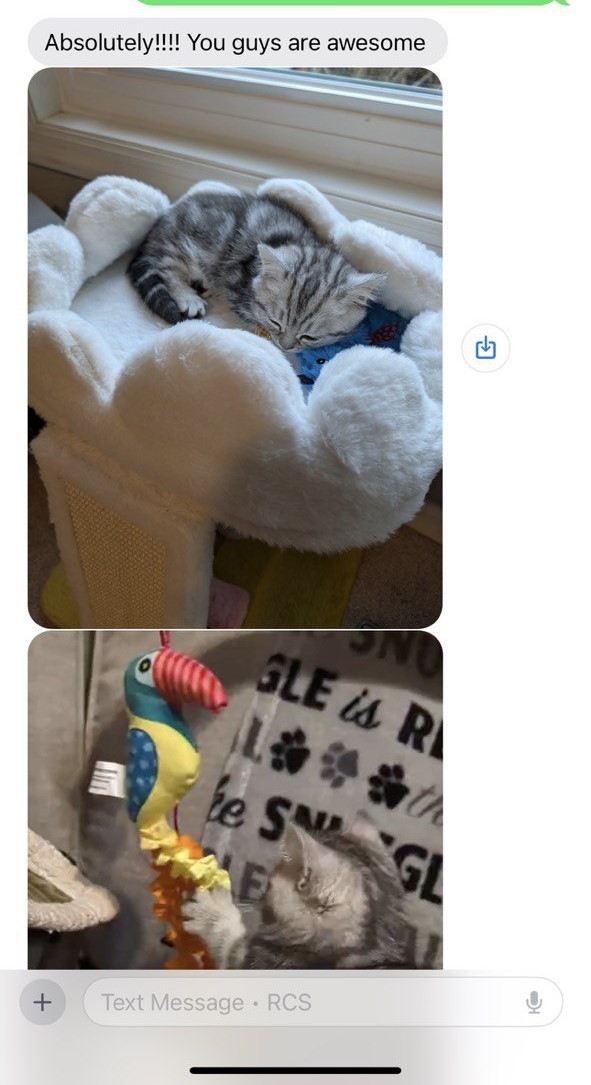 Kitty Palace Cattery - Scottish Kittens For Sale. Customer reviews