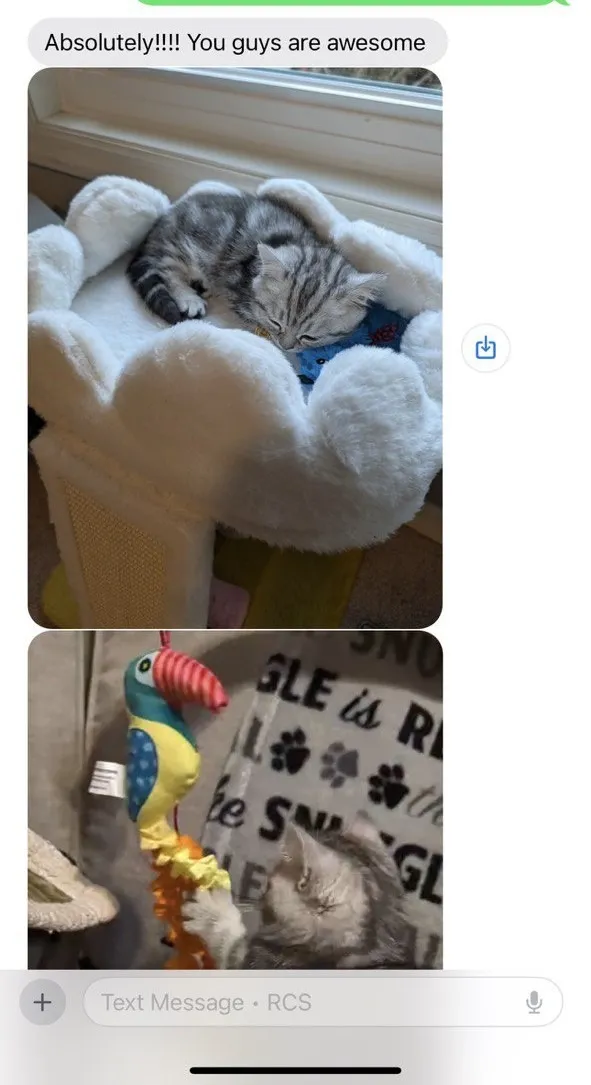 Kitty Palace Cattery - Scottish Kittens For Sale. Customer reviews. Breeders near me