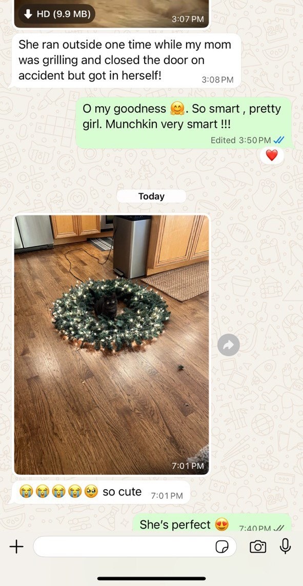 Kitty Palace Cattery - Scottish Kittens For Sale. Customer reviews