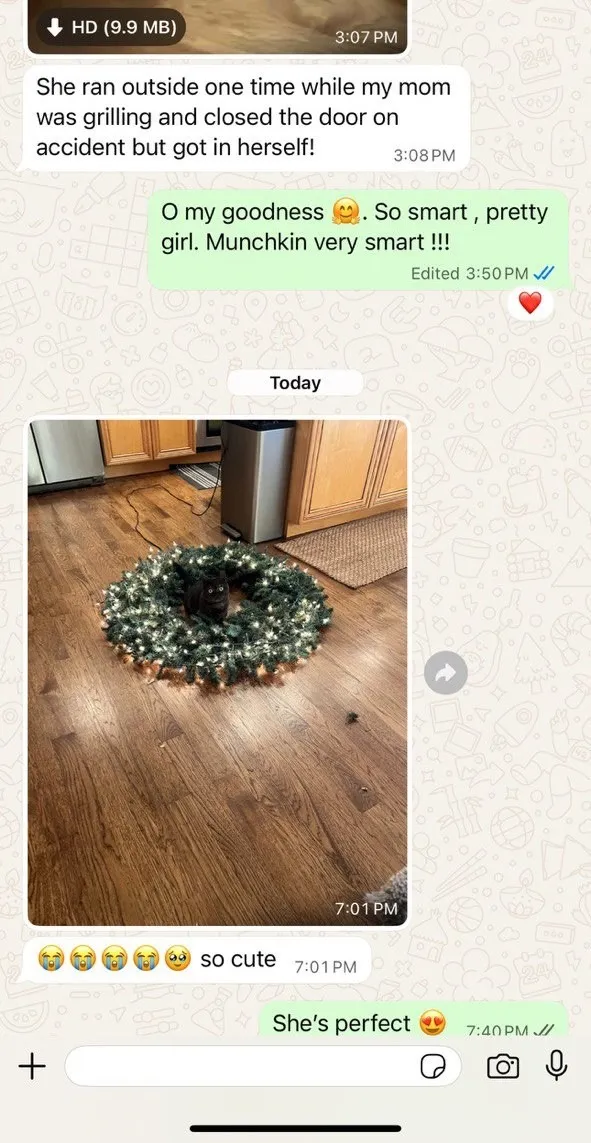 Kitty Palace Cattery - Scottish Kittens For Sale. Customer reviews. Breeders near me