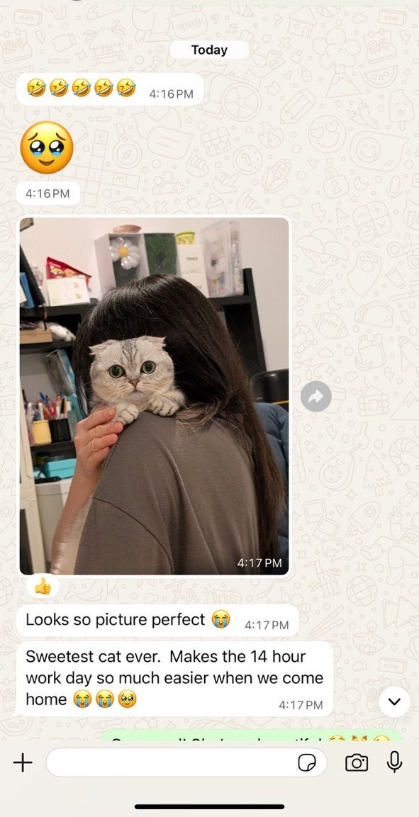 Kitty Palace Cattery - Scottish Kittens For Sale. Customer reviews