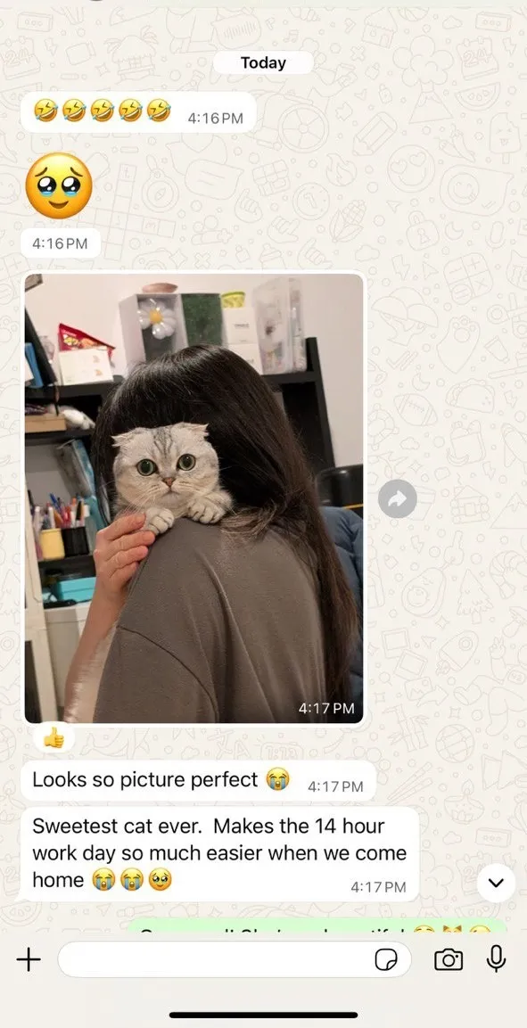 Kitty Palace Cattery - Scottish Kittens For Sale. Customer reviews. Breeders near me
