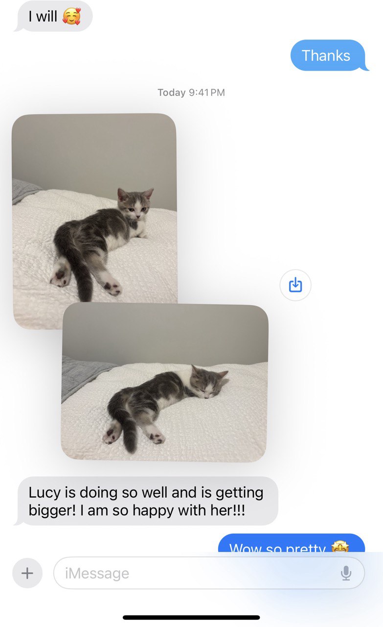 Kitty Palace Cattery - Scottish Kittens For Sale. Customer reviews