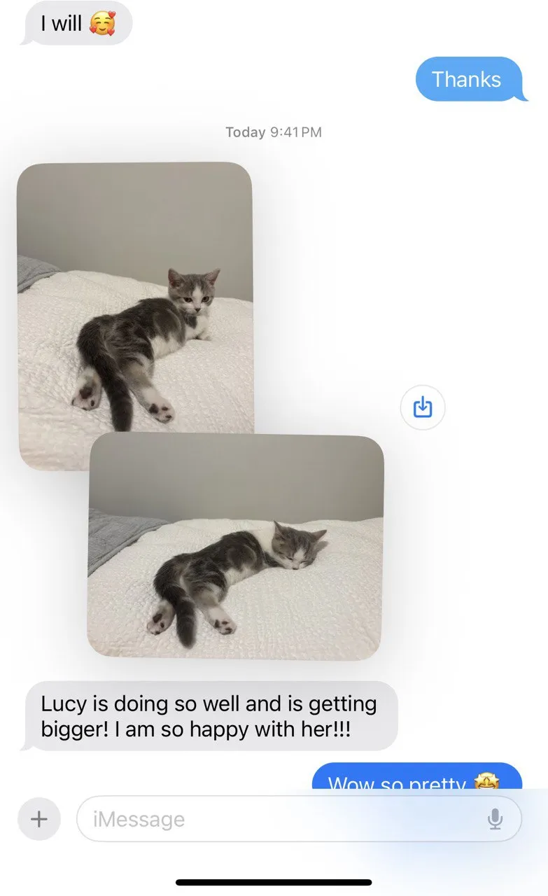 Kitty Palace Cattery - Scottish Kittens For Sale. Customer reviews