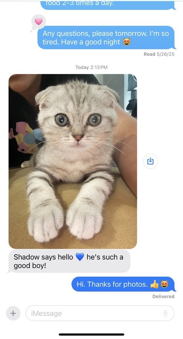 Kitty Palace Cattery - Scottish Kittens For Sale. Customer reviews