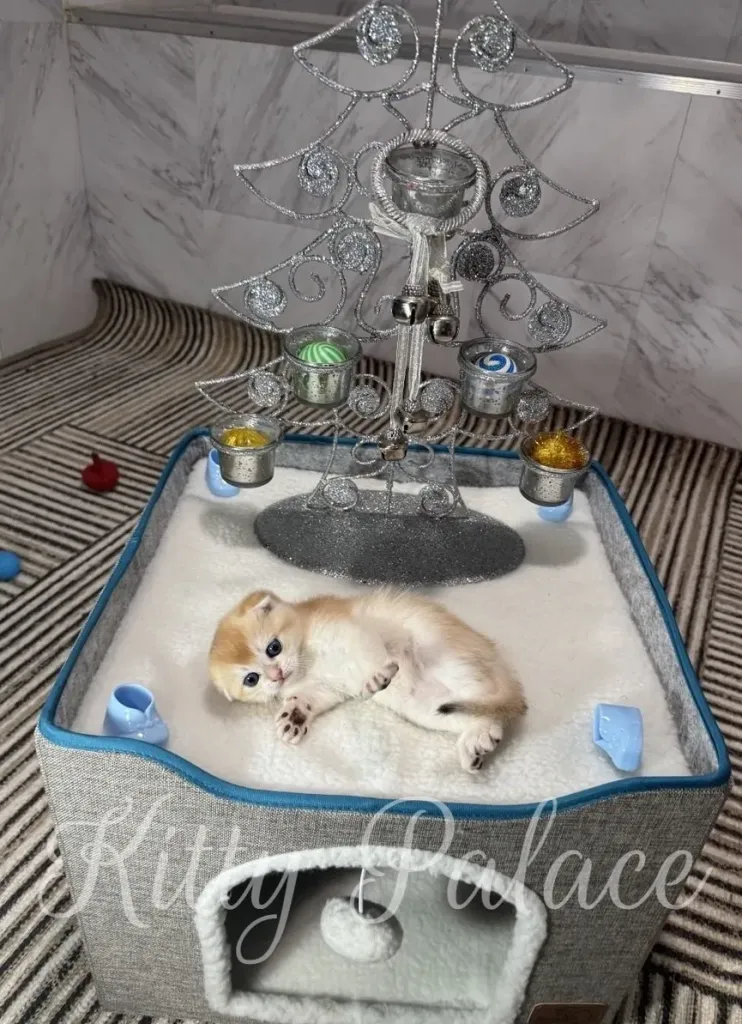 This cute kitten is lying down in a comfortable bed with a decorative tree, creating a heartwarming scene